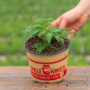 Tomato – Brandywine Red – 6.5″ Pot